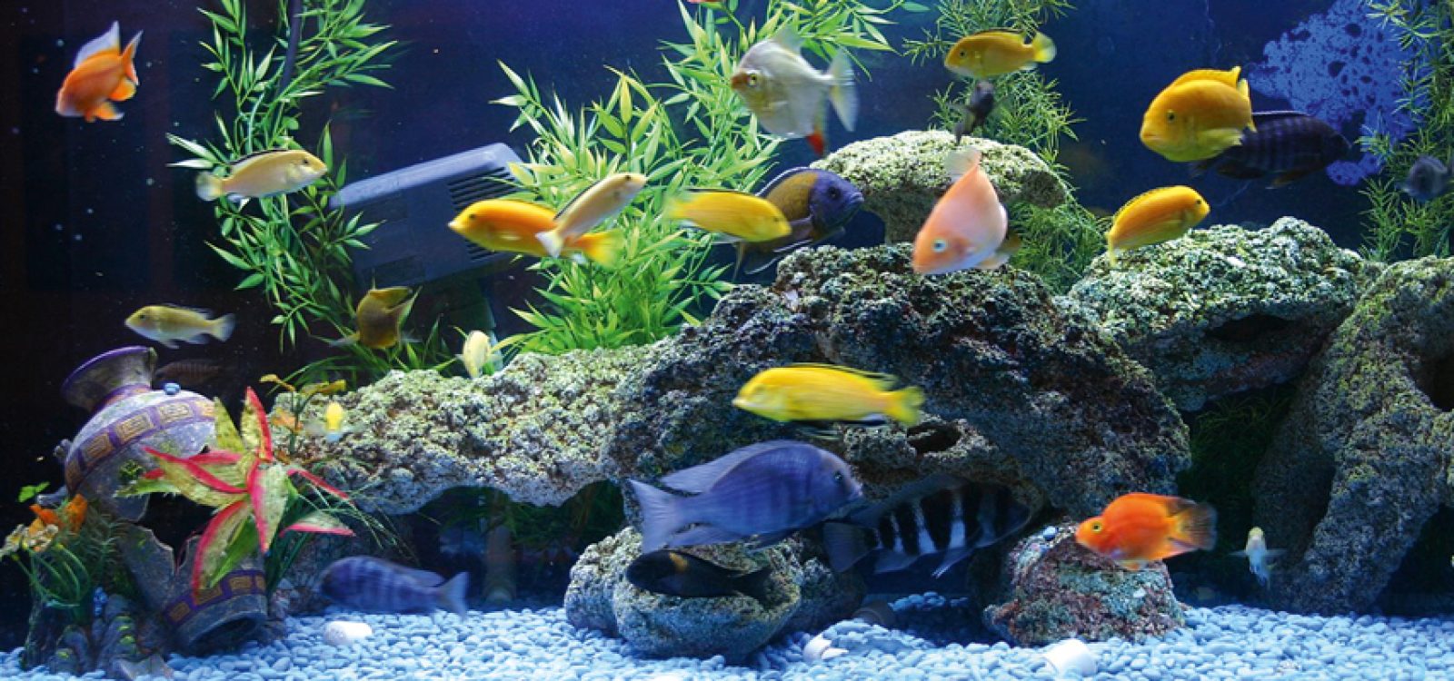 African Cichlids