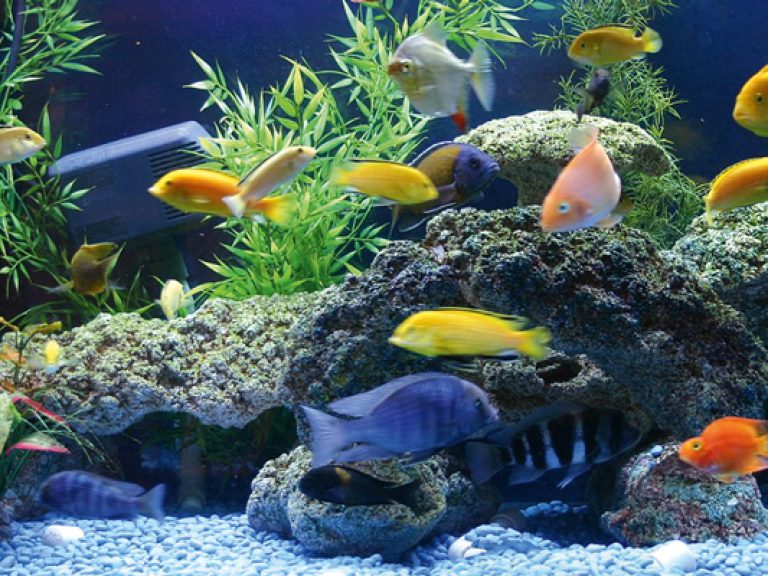Thumbnail for African Cichlids
