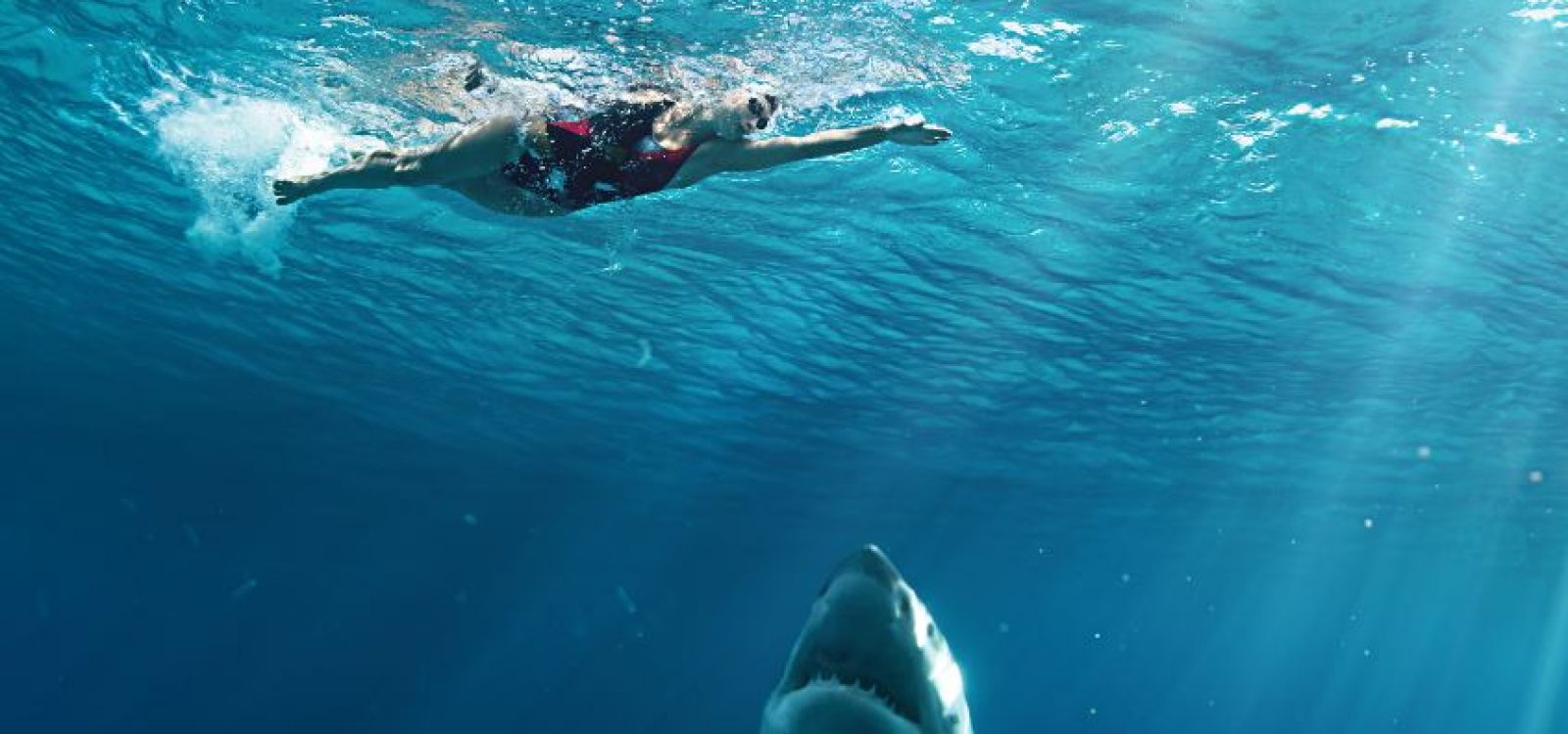 Why are there more shark attacks being reported in NSW?