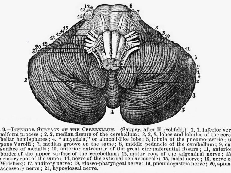 Thumbnail for Better Recovery through Neuroscience