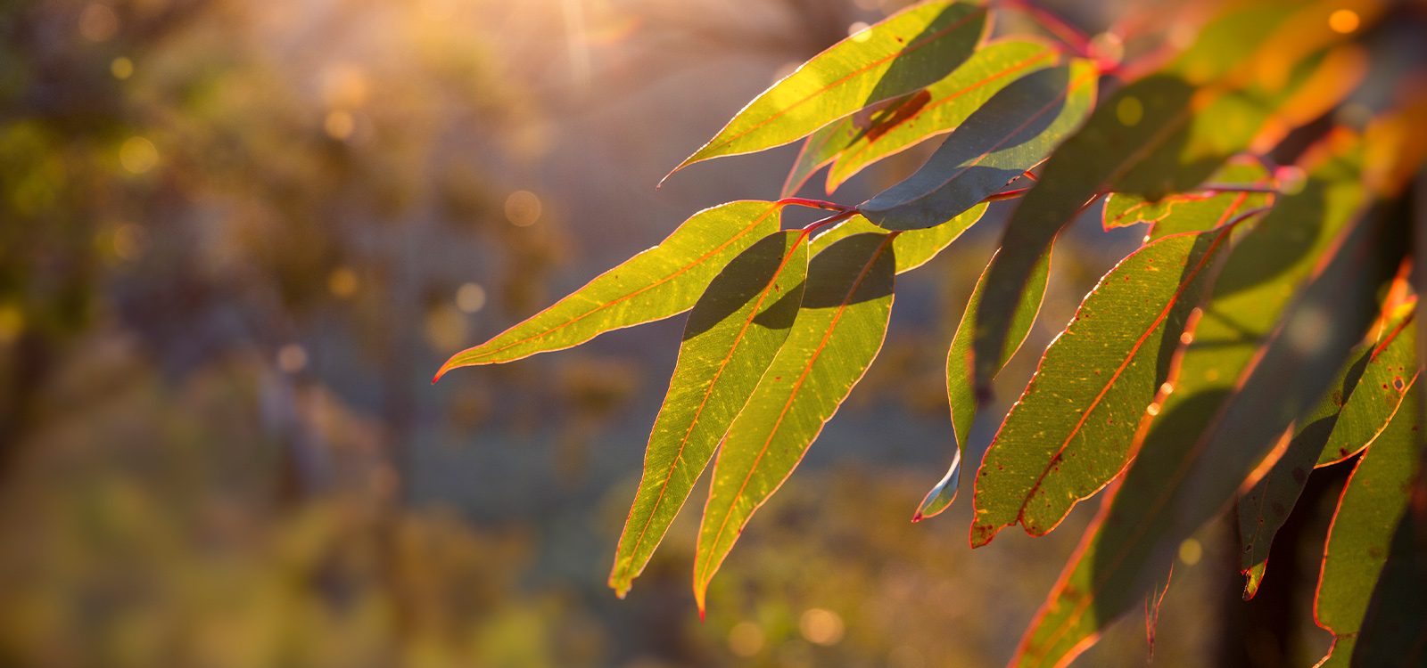 The benefits of cultural awareness and the importance of acknowledging country