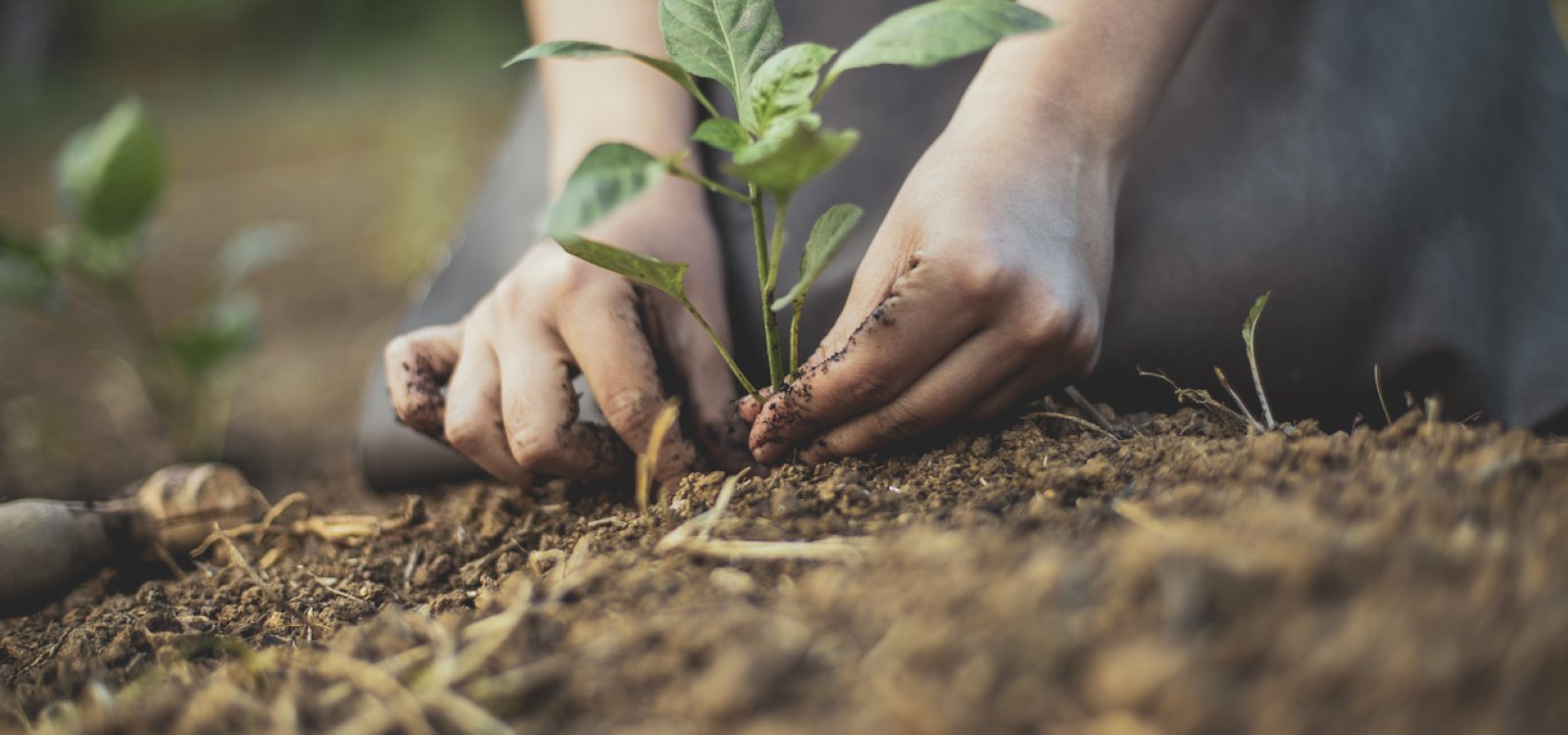 Choosing a healthy lifestyle for the planet Choosing a healthy lifestyle for the planet