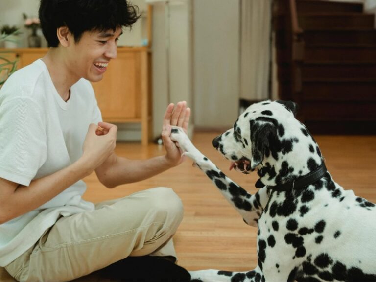 Thumbnail for Old Dogs, New Tricks